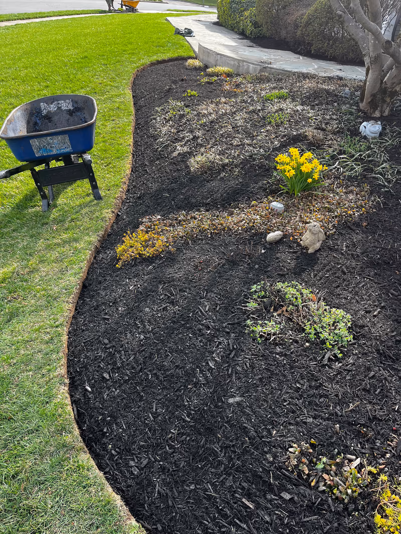 Sweeping curved bed of fresh black mulch with daffodils, cut into a green lawn