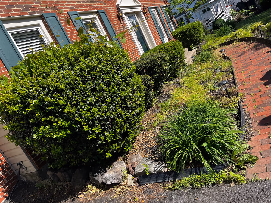 Clipped boxwood and mixed perennials in a mulched bed beside a brick walkway