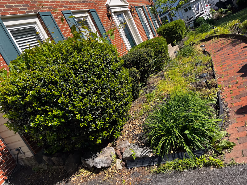 Clipped boxwood and mixed perennials in a mulched bed beside a brick walkway
