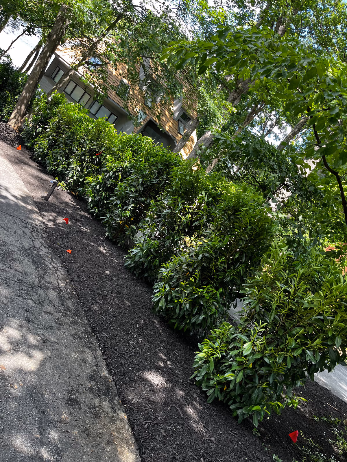 Newly planted laurel hedge screening a driveway, set in a fresh mulch bed