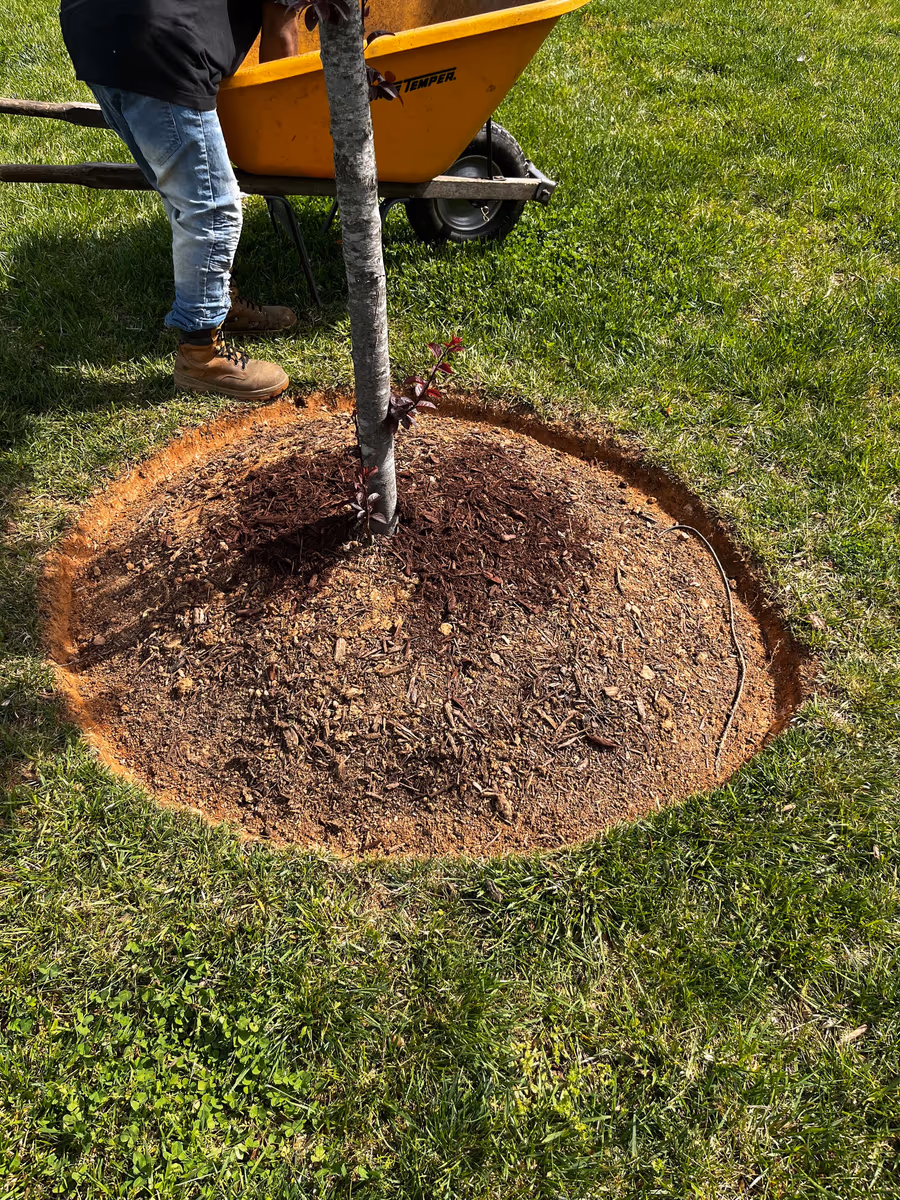 Fresh dark mulch ring being installed around a tree from a wheelbarrow