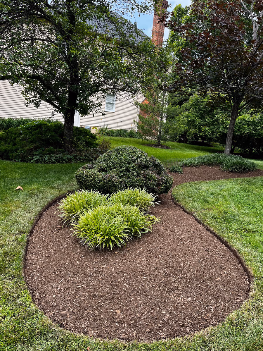 Oval bed of brown mulch planted with ornamental grasses in an open front lawn