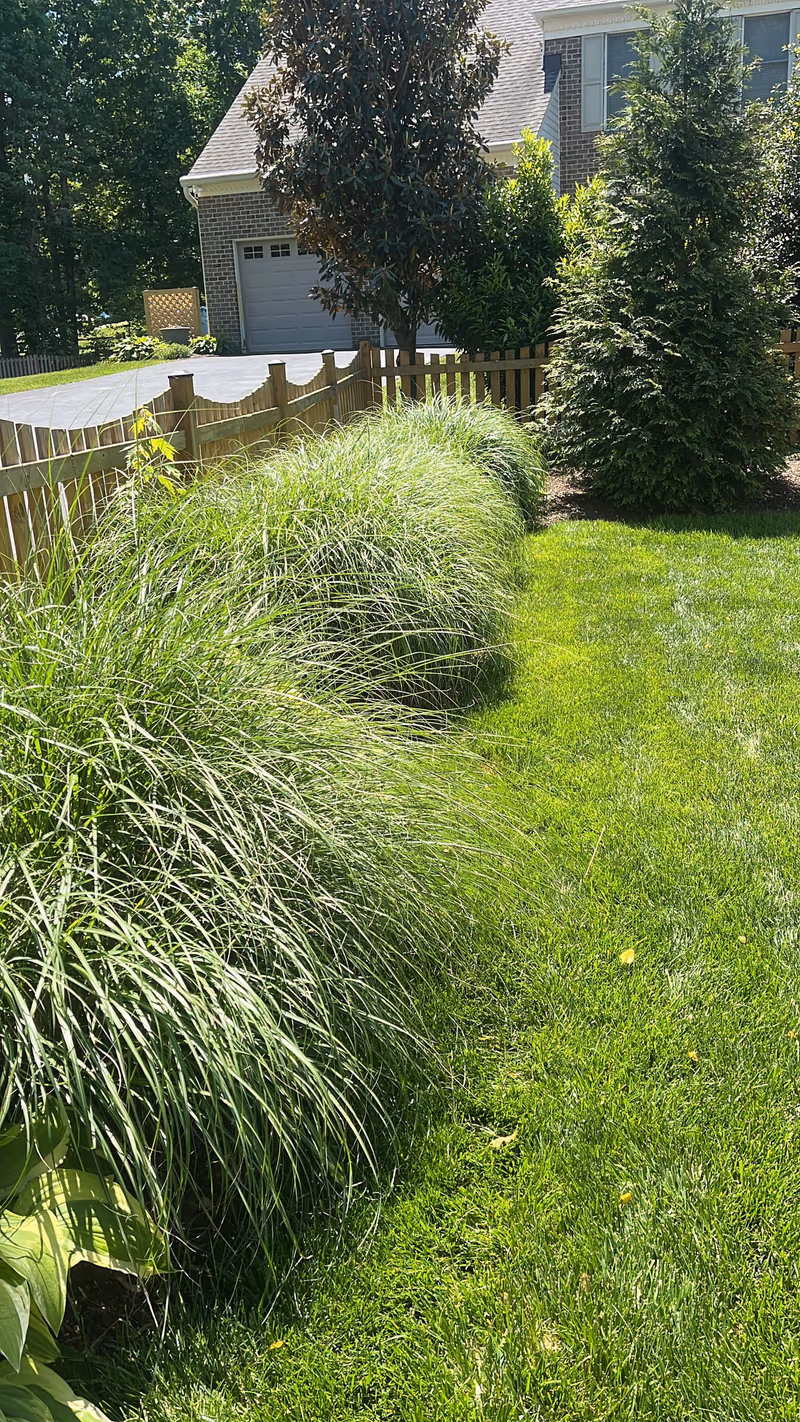 Mature ornamental grasses along a mown lawn edge beside a fence