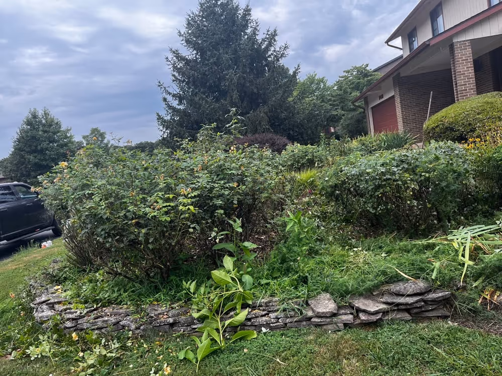 Overgrown shrubs and weeds spilling over a stone retaining wall before a clean-up