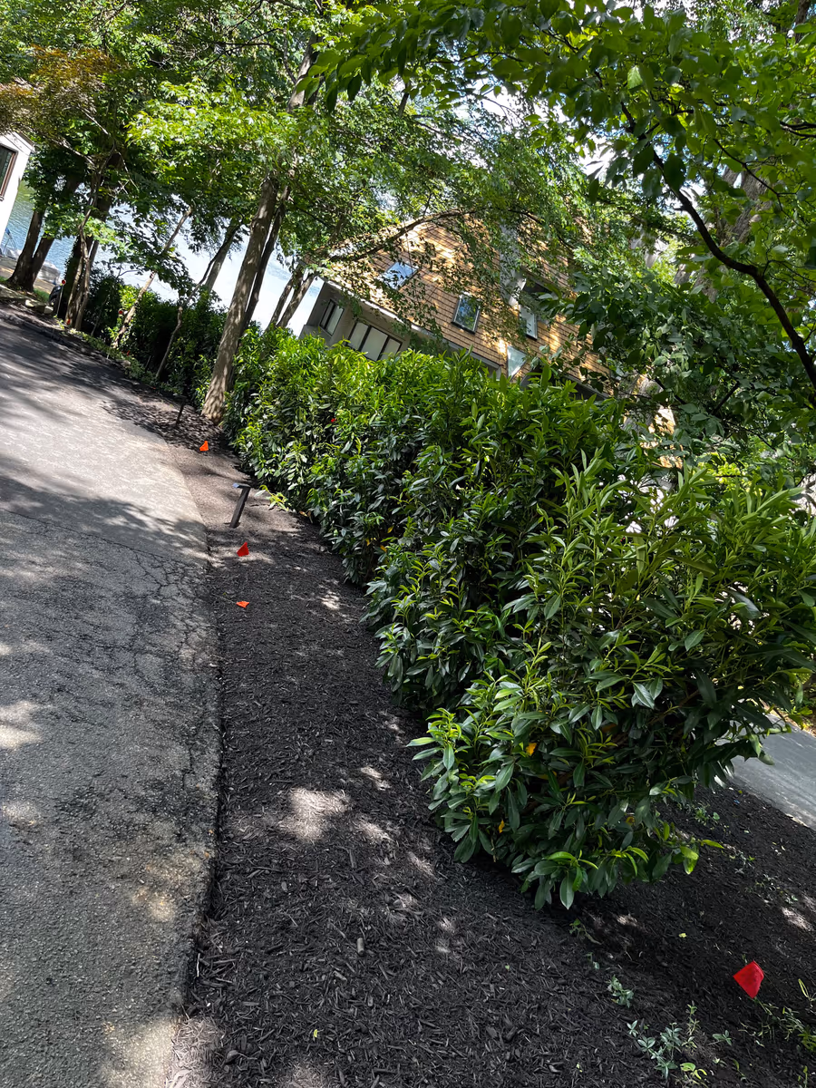 Established privacy hedge and mulch bed running the length of a driveway