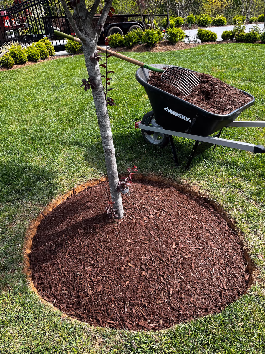 Freshly installed red mulch ring around a young tree with a wheelbarrow alongside