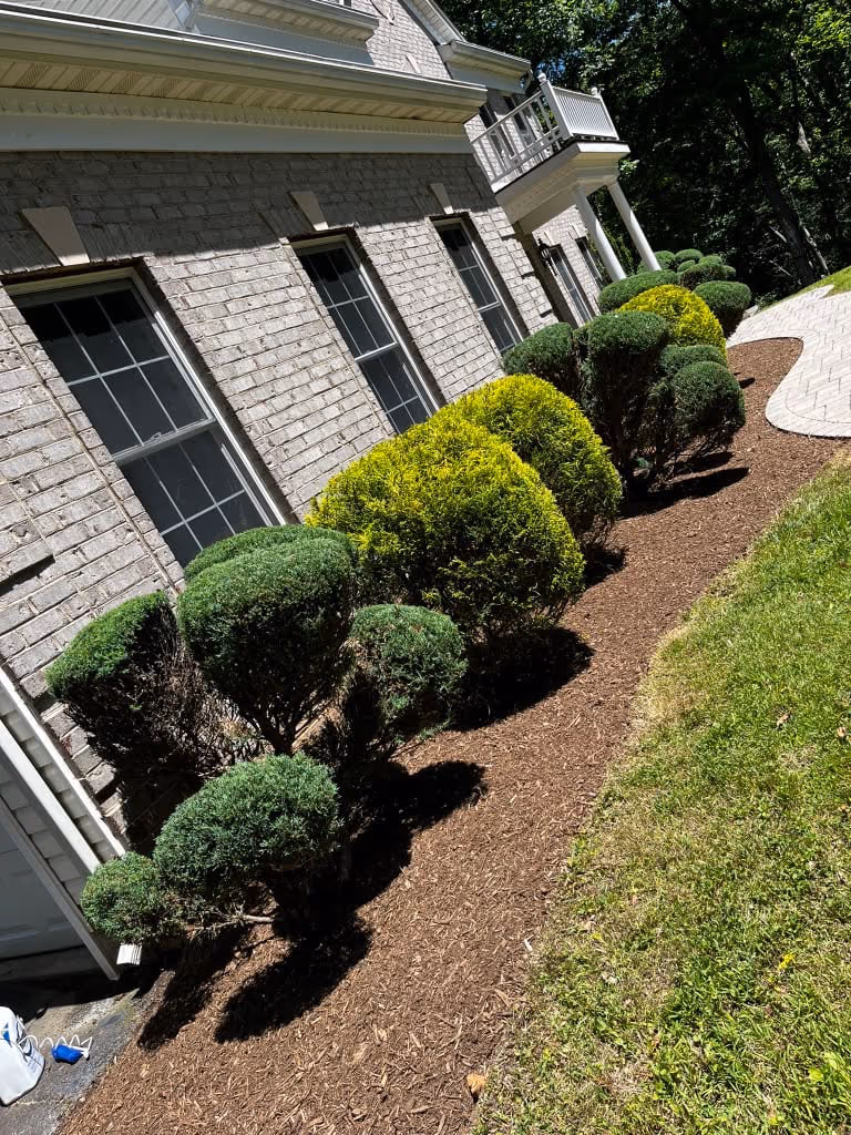 Rounded, hand-shaped shrubs in a curved mulch bed running along a stone house