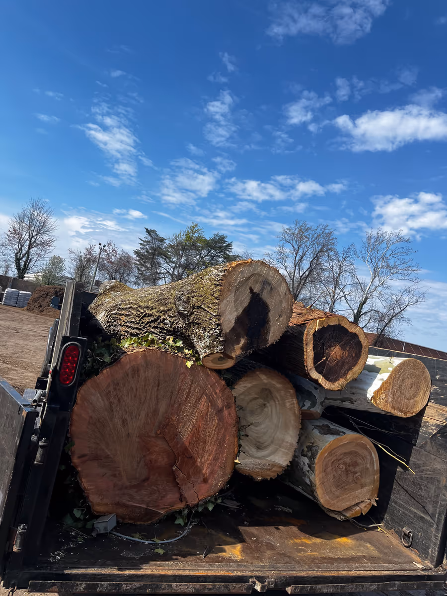 Large cut trunk sections loaded on a truck bed after a tree removal