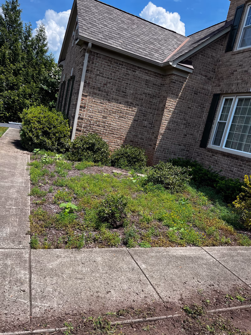 Weeds and overgrowth in a neglected foundation bed beside a brick home before work began