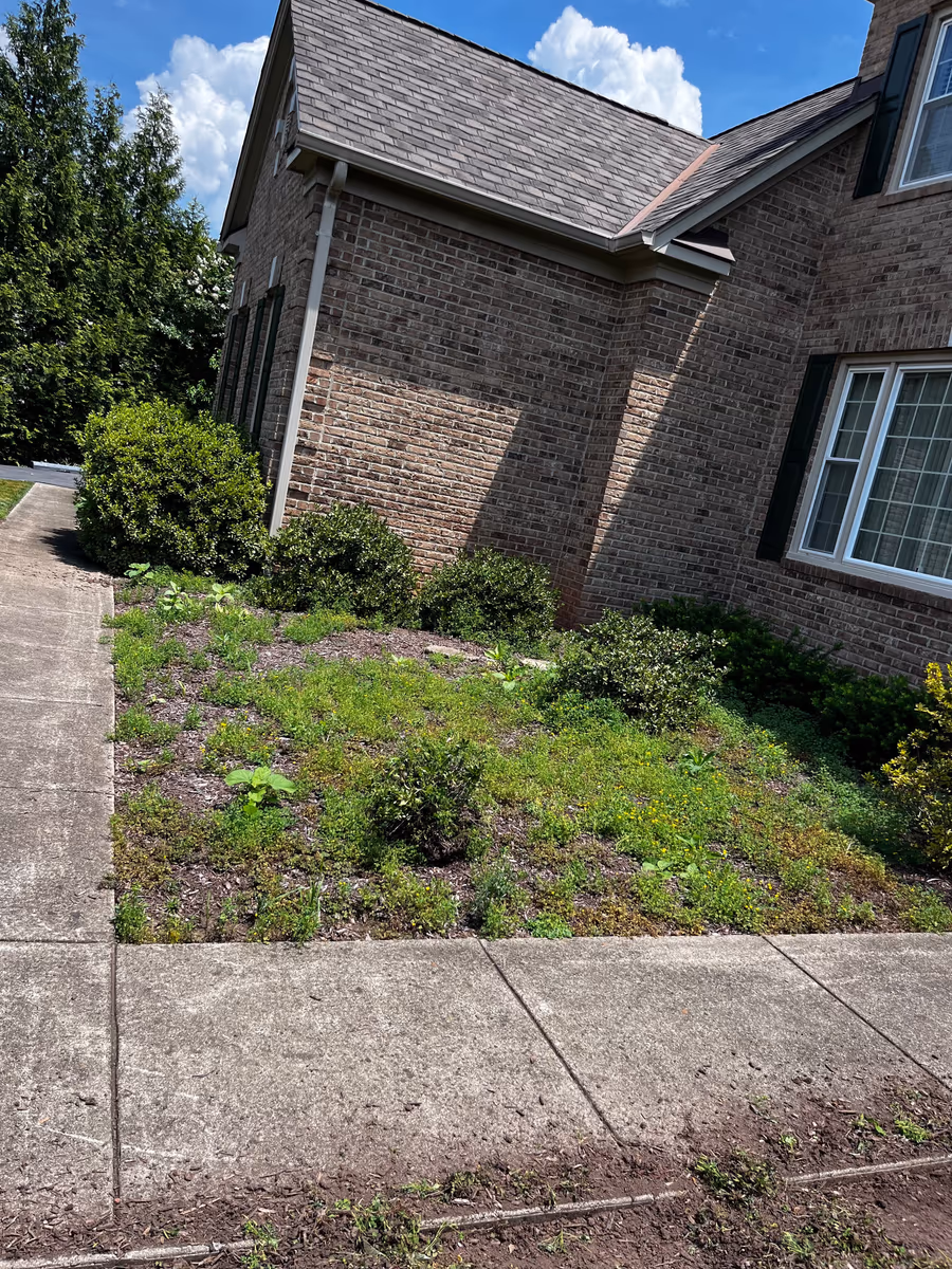 Weeds and overgrowth in a neglected foundation bed beside a brick home before work began